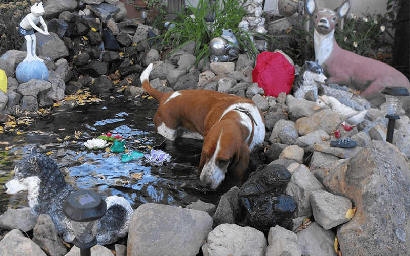 Petsmart Dog Wash Rescue Ranch Inc.