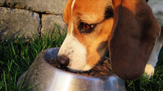 © kdrv.com - Police: Three Suspected Dog Poisonings in Jacksonville This Week