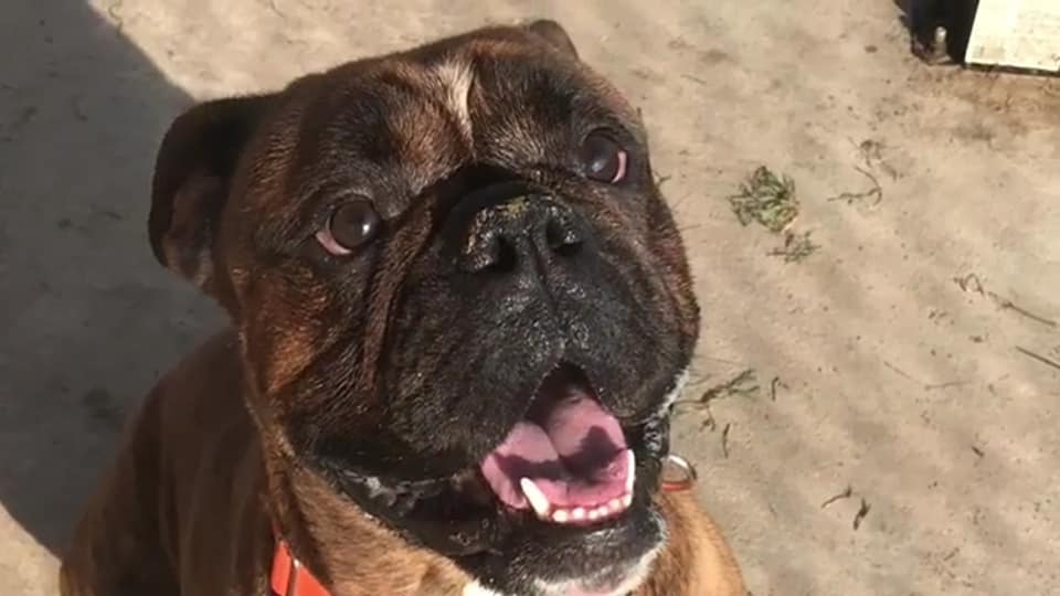 TAP Jax Rescue Ranch Inc.