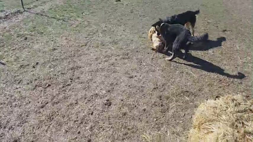 Rescue Ranch Yreka was live. - Rescue Ranch Inc.