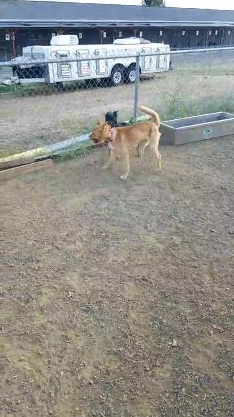 Rescue Ranch Yreka was live. - Rescue Ranch Inc.