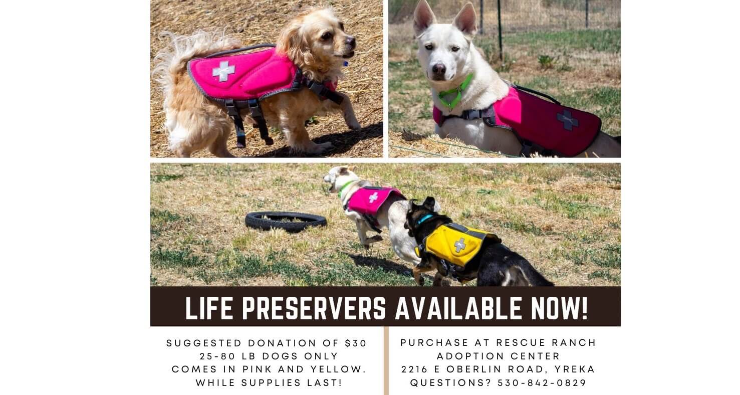 dog rescue donation vests