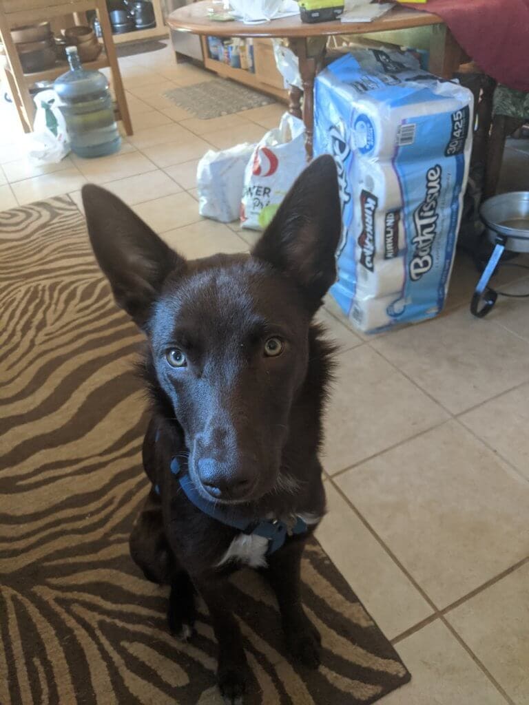A nice picture of Blue showing off his golden eyes and cute ears.