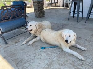 livestock guardian dog rescue near me