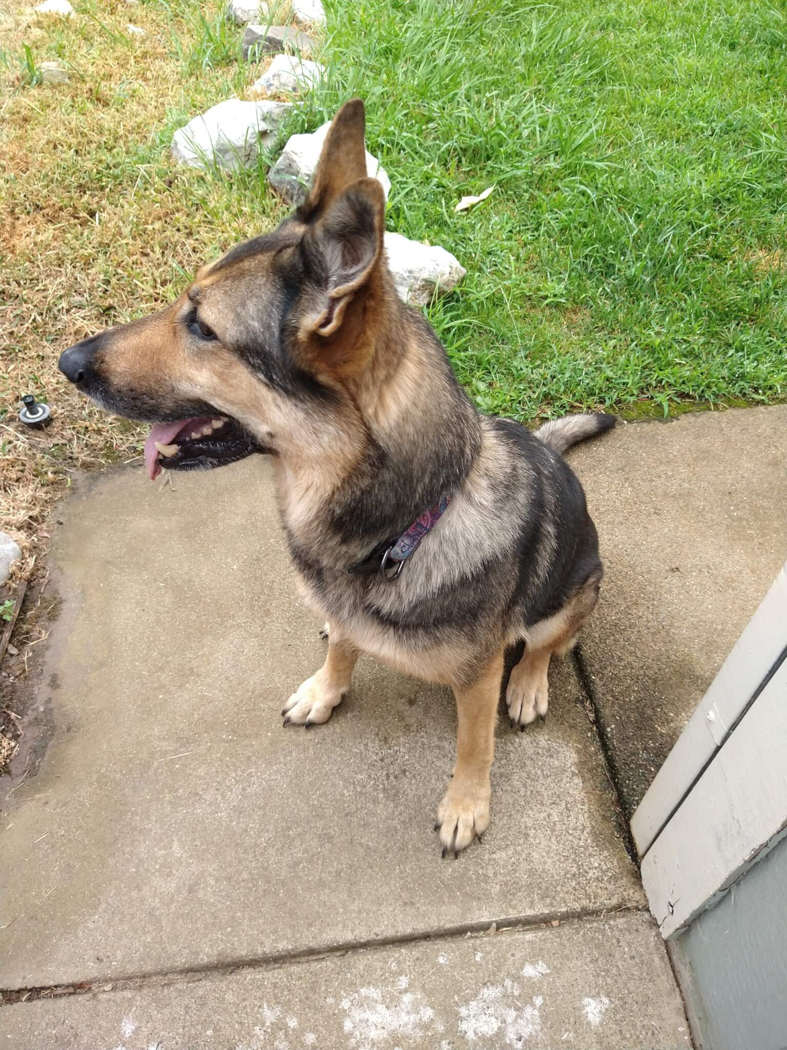 Rehome Well Behaved Spayed Female German Shepherd Rescue Ranch Inc