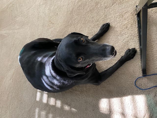 Maddie hanging in the house!  Always a smile.