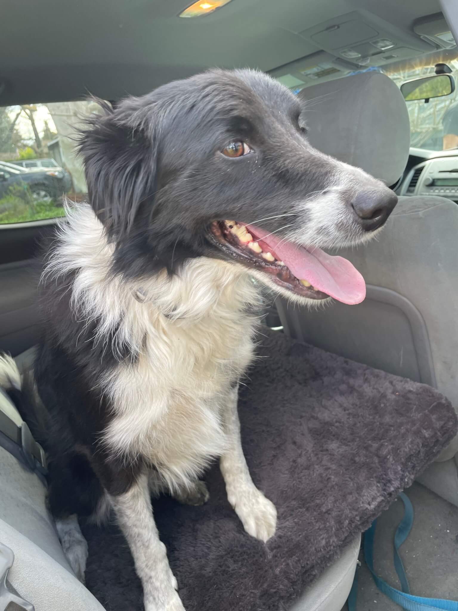 Rehome: Sweet Border Collie looking for a Busy Home - Rescue Ranch