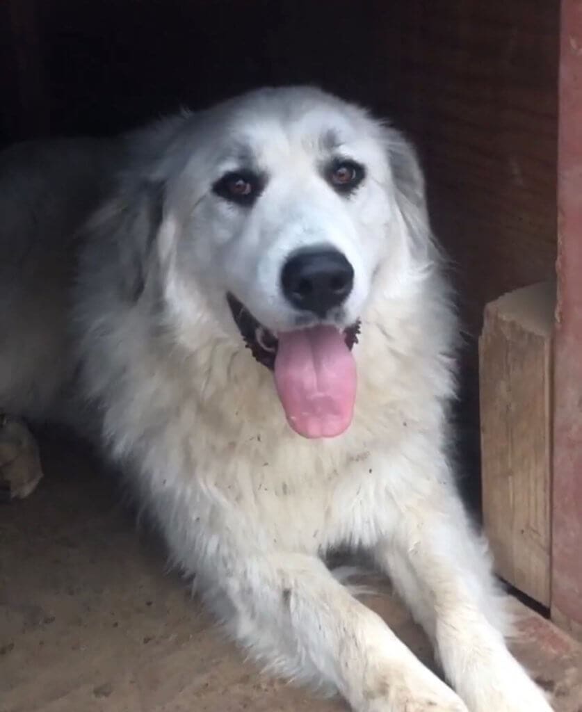 sadie
