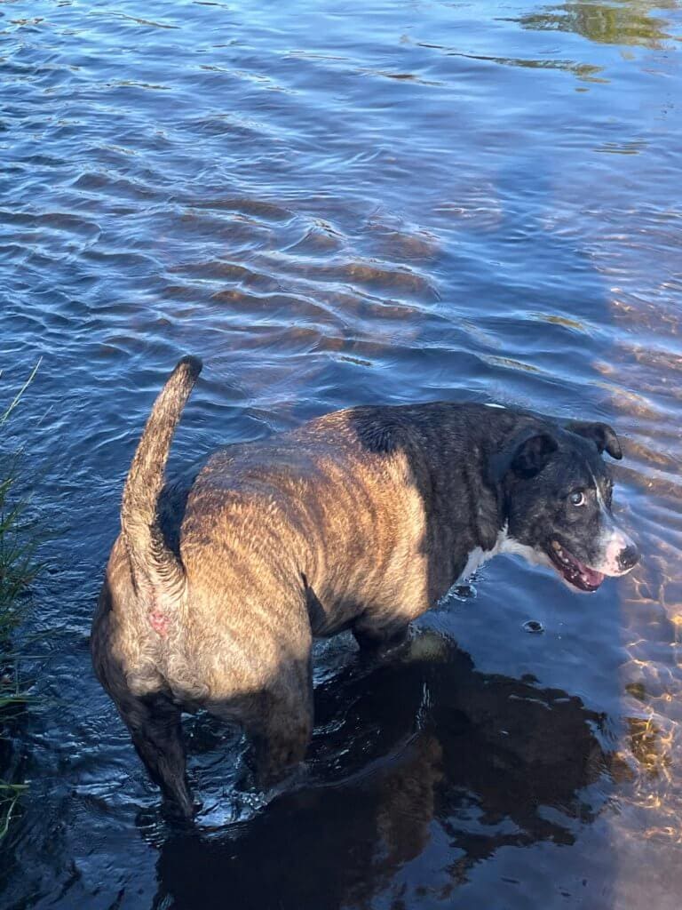 A true water dog at heart