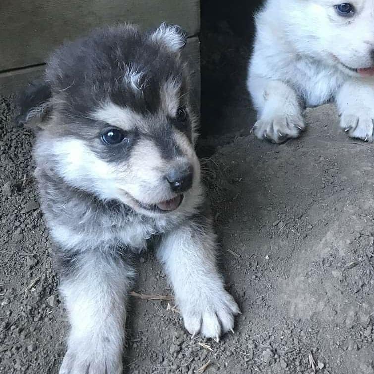 Lobo a couple weeks old!