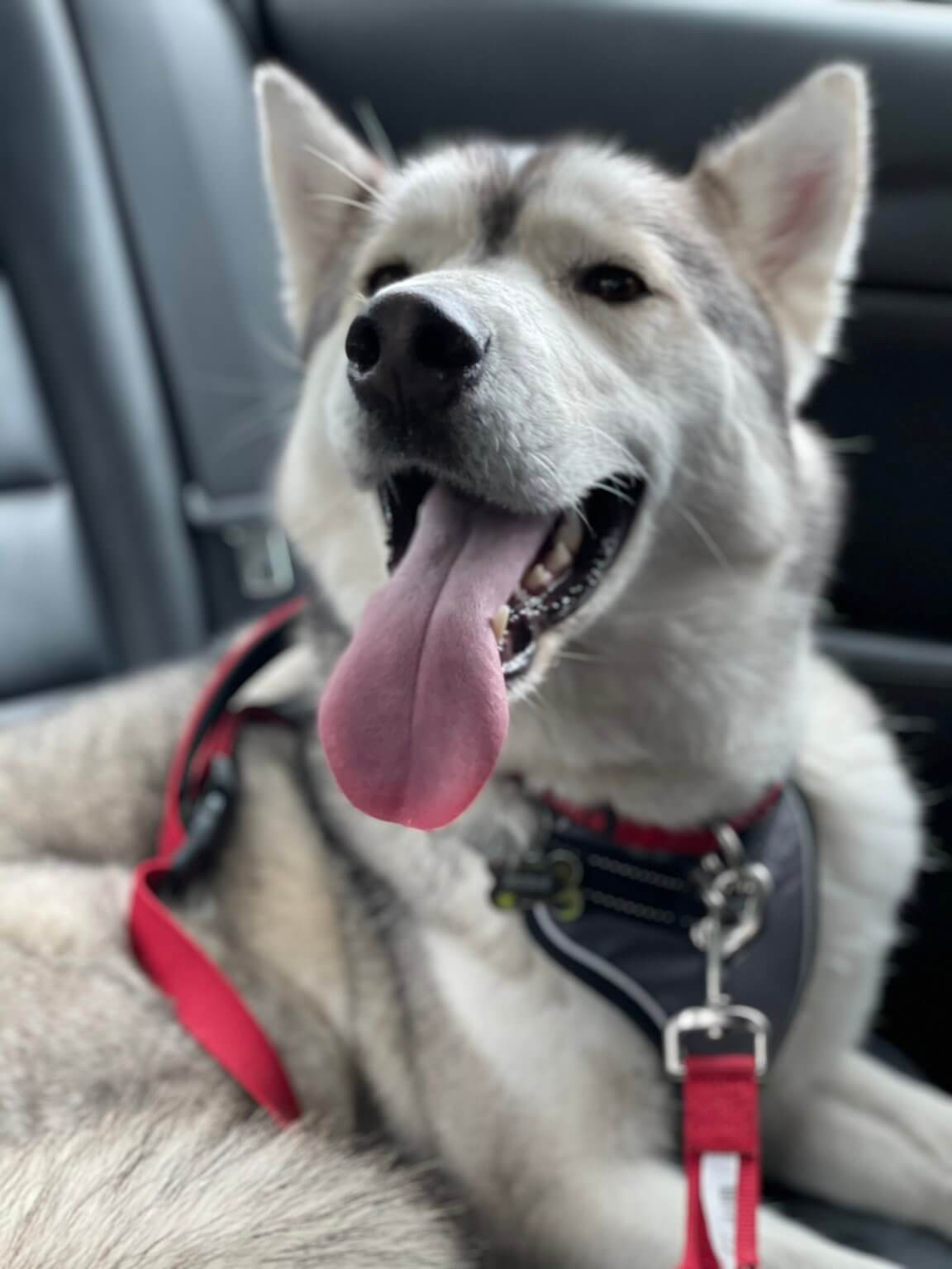 Rehome Rehoming loving husky Kodi Rescue Ranch Inc.