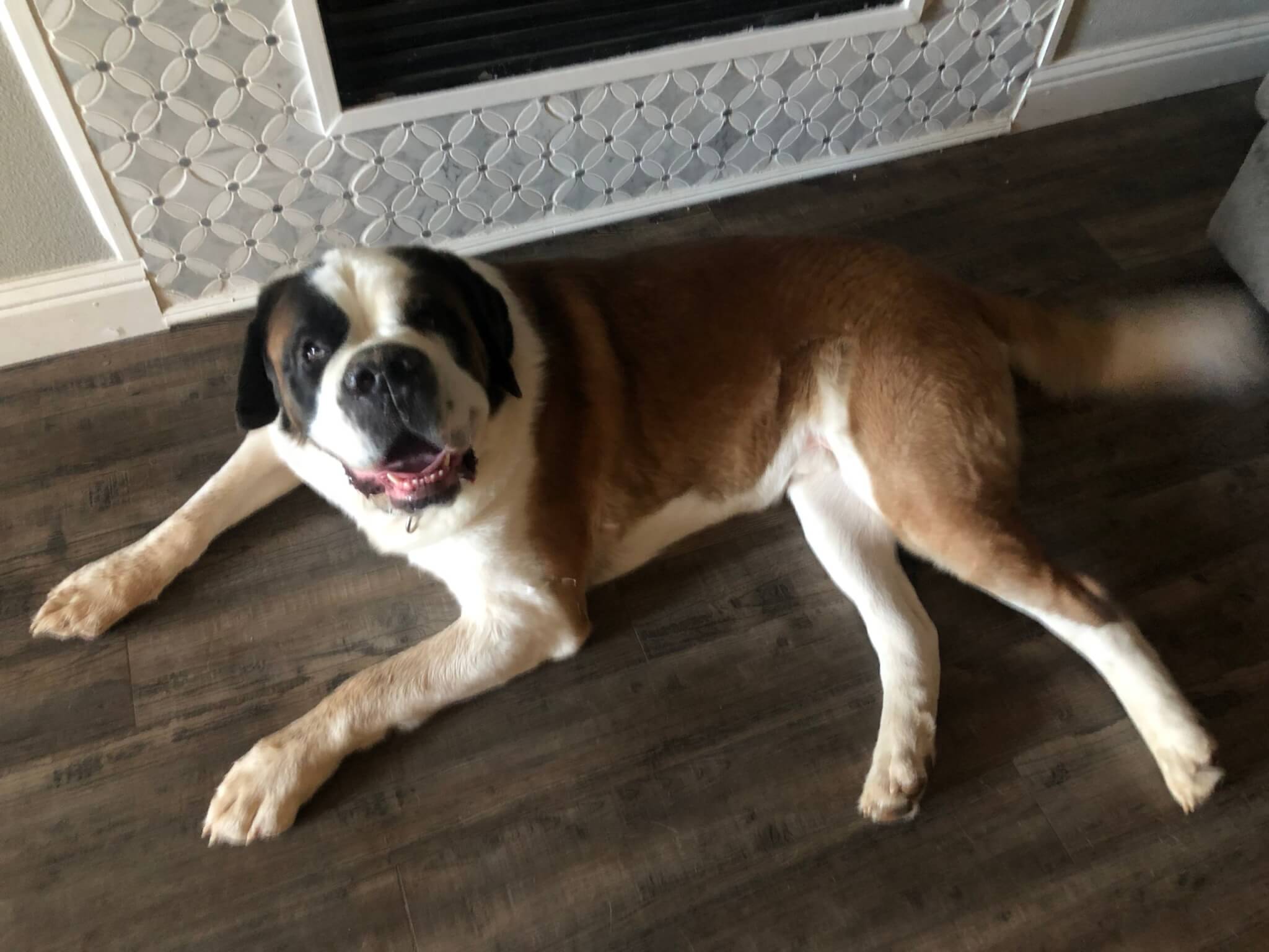 Rehome: Saint Bernard/Gus - Rescue Ranch Inc.