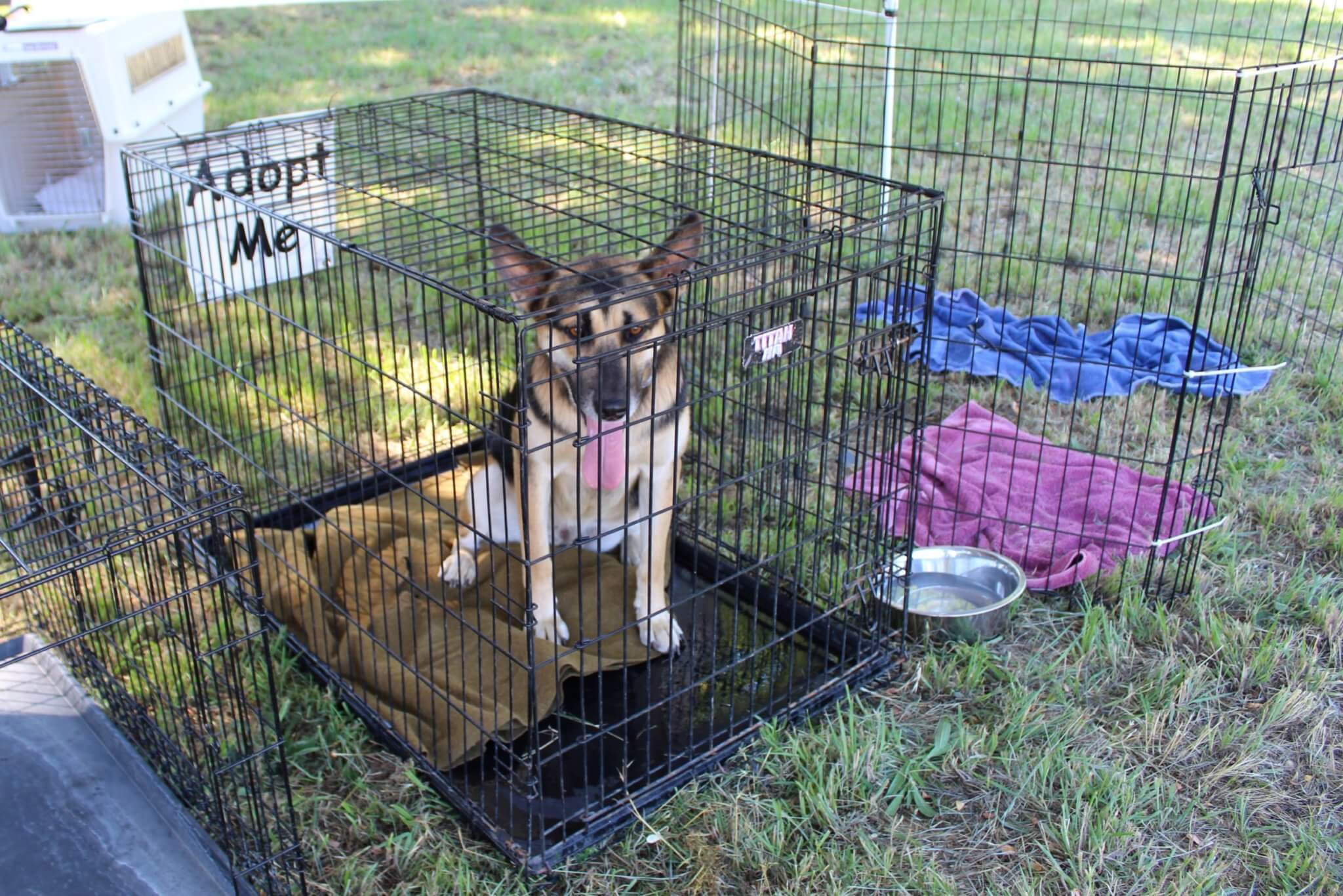 IMG_7969 (2) Rescue Ranch Inc.