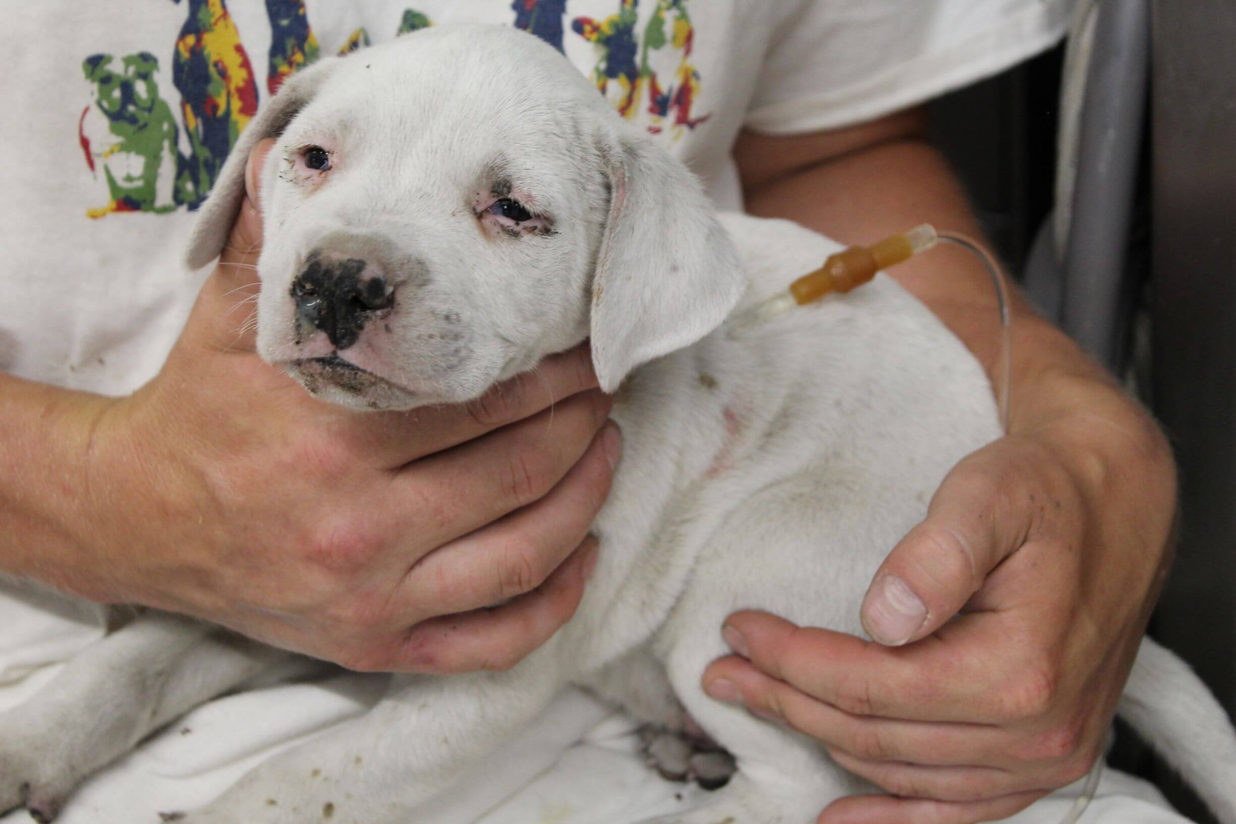 Ash the fire puppy receiving fluids
