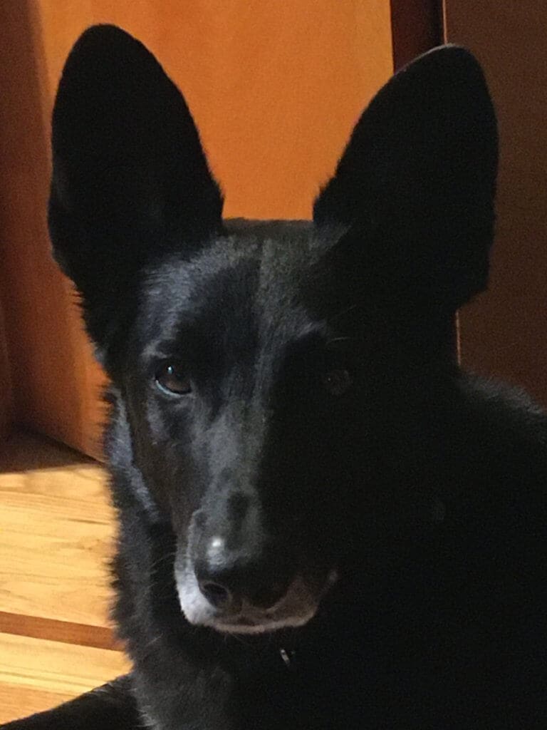 He'll chase a ball with delight, and surrender it easily for another toss.