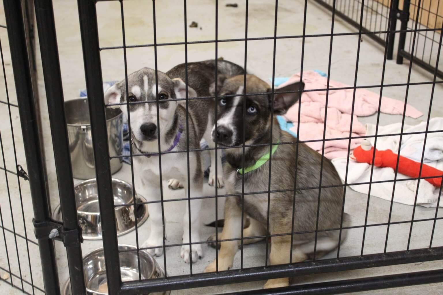 The New Rescue Ranch Sanctuary Will Help AtRisk and Special Needs Dogs Rescue Ranch Inc.