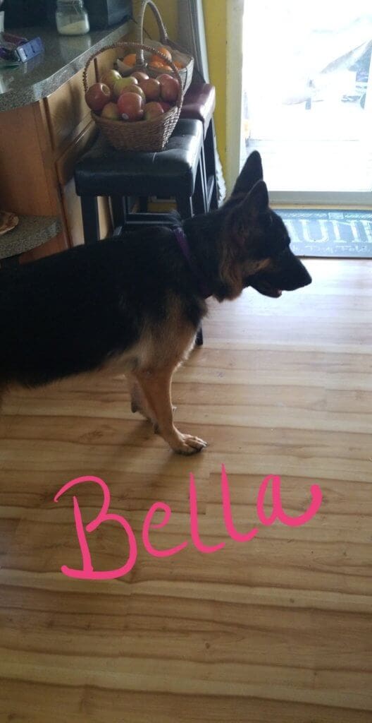 German Shepherd
