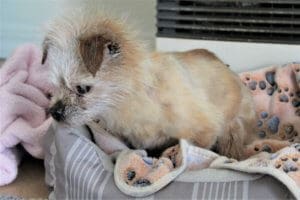 Foster senior and special needs rescue dogs
