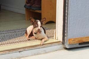 Adopt a senior rescue dog