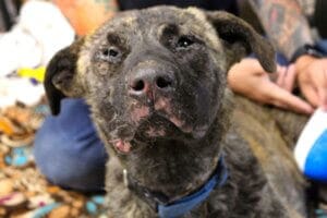 Close up of Lady, the first night at the ranch