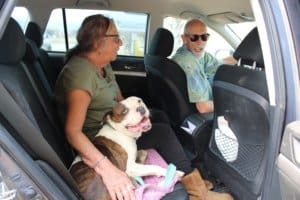 Adopt a senior rescue dog