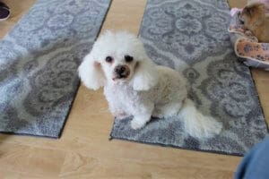 Adopt a senior rescue dogs