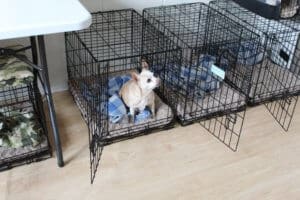 Foster senior and special needs rescue dogs