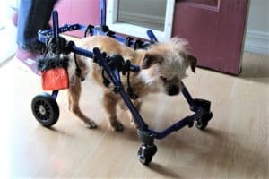 Foster senior and special needs rescue dogs