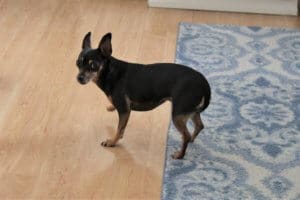 Foster senior and special needs rescue dogs