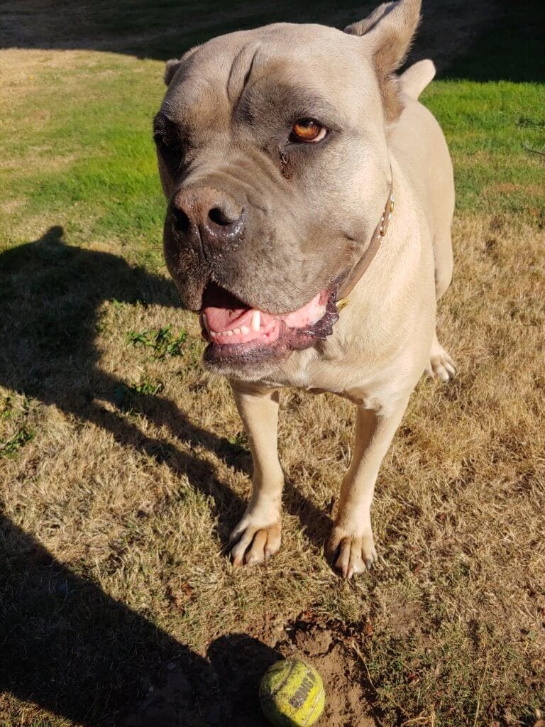 Sweet girl, loves her insulated dog house