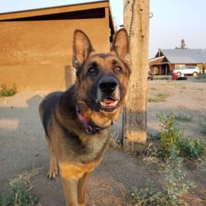 Adopt a senior rescue dogs