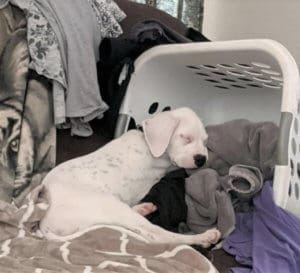 Ash Lava Fire Pup Finds Forever Home