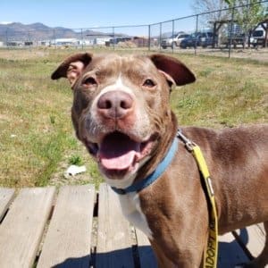 Adopt a senior rescue dog