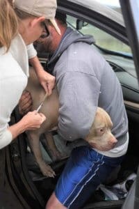 Responsible Dog Ownership: Low-Cost Vaccination Clinic