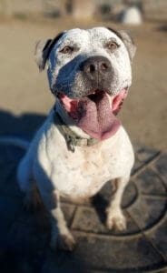 Give A Deaf Rescue Dog A Chance