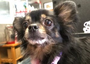Adopt a senior rescue dogs