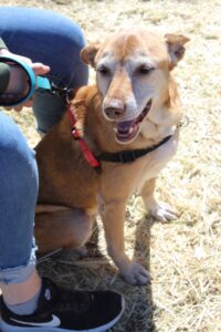 Annie, Rescue Ranch senior dog