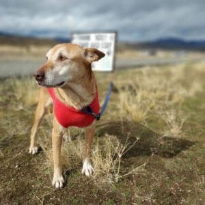 Annie, REscue Ranch Dog of the Week