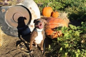 Adopt a senior rescue dog