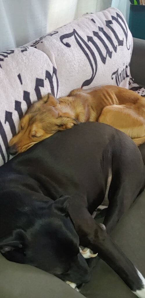 Tan dog