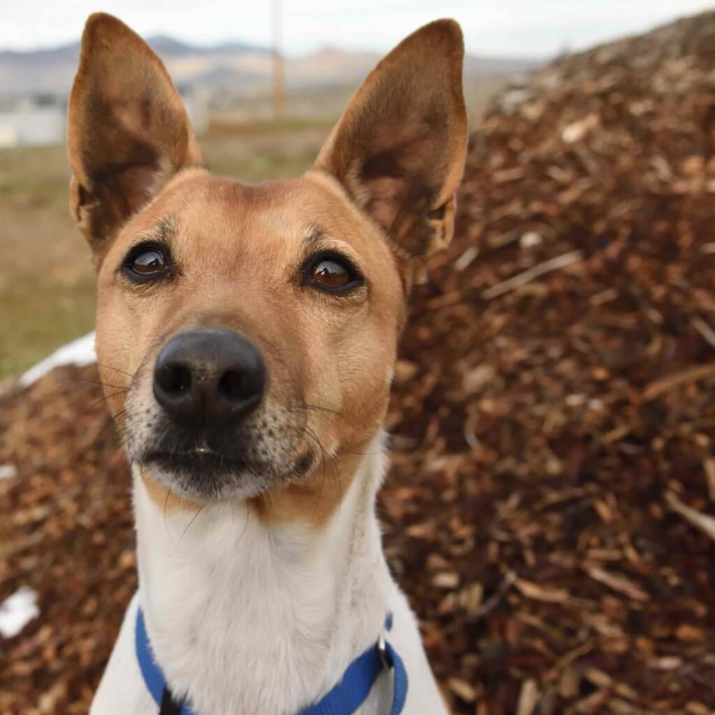 Tow it, Rescue Ranch Dog of the Week
