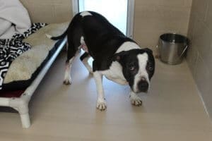 Bella, make sure you plan for the future of your pets