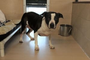 Bella is scared because her owner failed to plan for his beloved pet