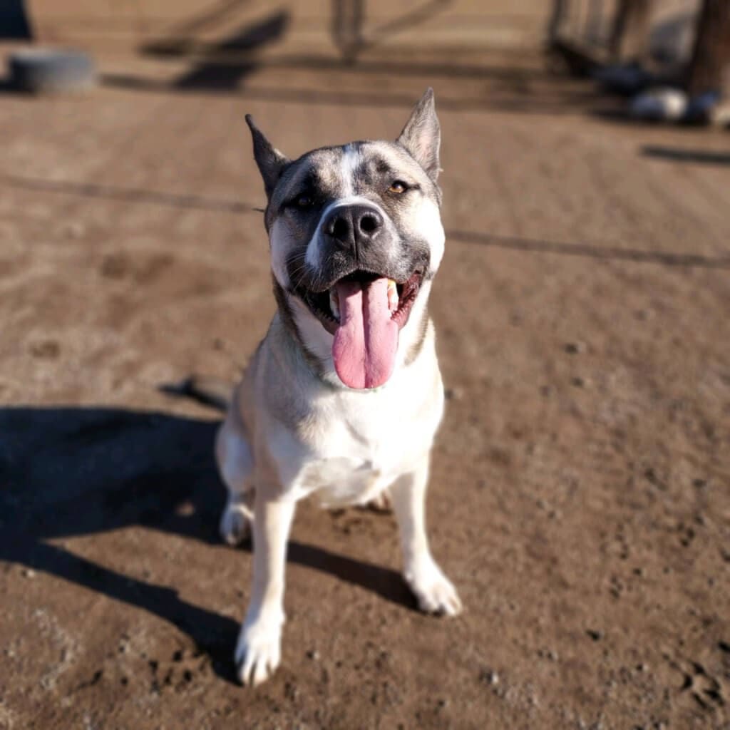 Boris, Rescue Ranch Dog of the Week