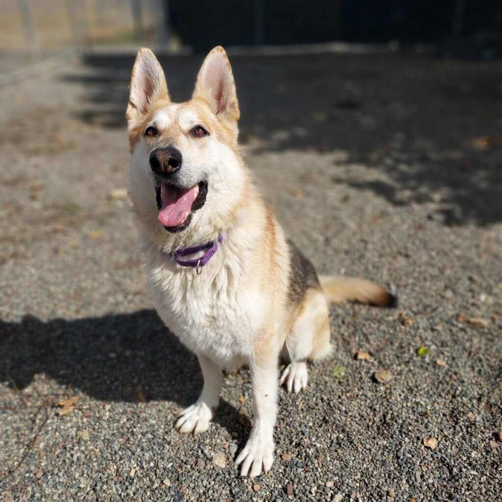 Zoe, Rescue Ranch Dog of the Week