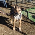 Bella at rescue Ranch socialization class