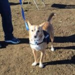 Blake at Rescue Ranch socialization class