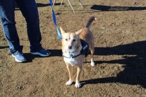 Blake at Rescue Ranch socialization class
