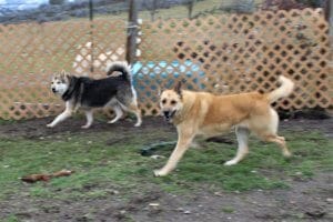 Meadow and Breelee, rescue Ranch bonded pair