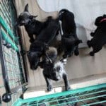 Rescue Ranch puppypalooza